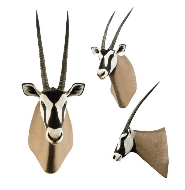 【預定】動物星雲 世界動物大圖鑑第2彈 