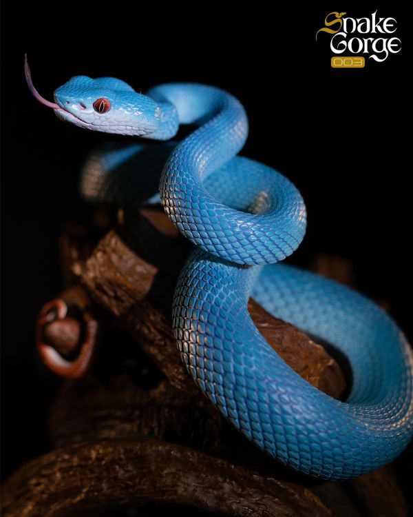 【海外代購】snakeGorae 海島竹葉青蛇 岡氏竹葉青蛇 