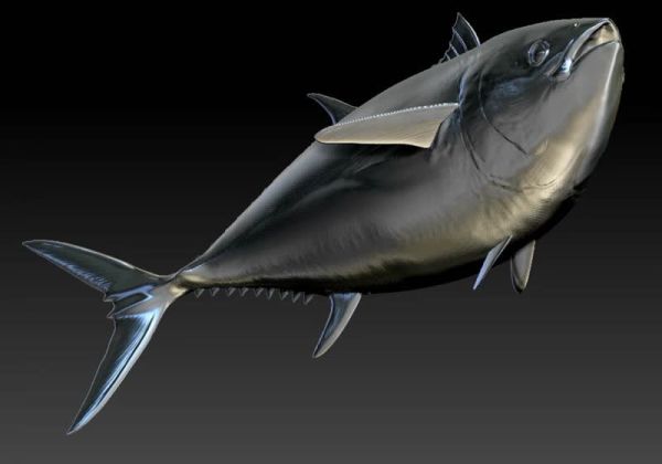 【預定】須彌 海洋系列 太平洋藍鰭 黃鰭 南方藍鰭 長鰭 