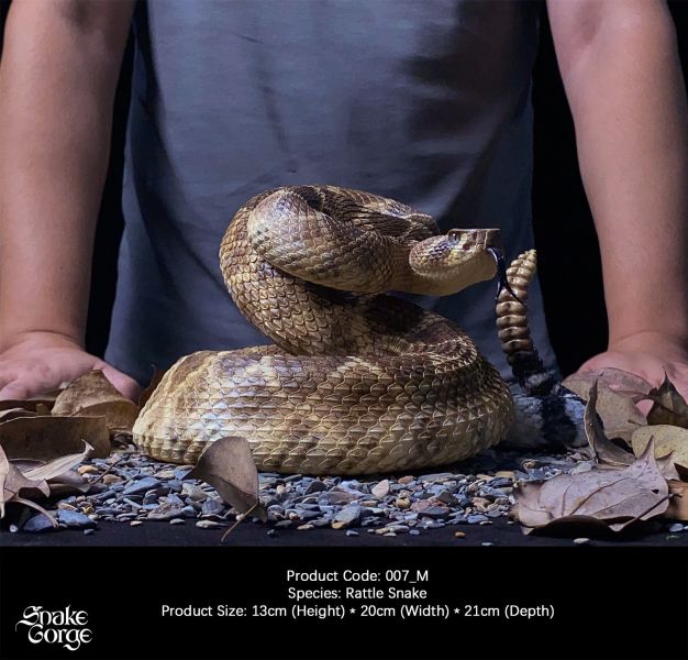 【預定】萬蛇谷 snakegorge 007_M 西部菱斑響尾蛇 