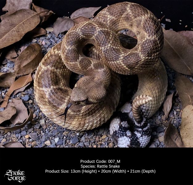 【預定】萬蛇谷 snakegorge 007_M 西部菱斑響尾蛇 
