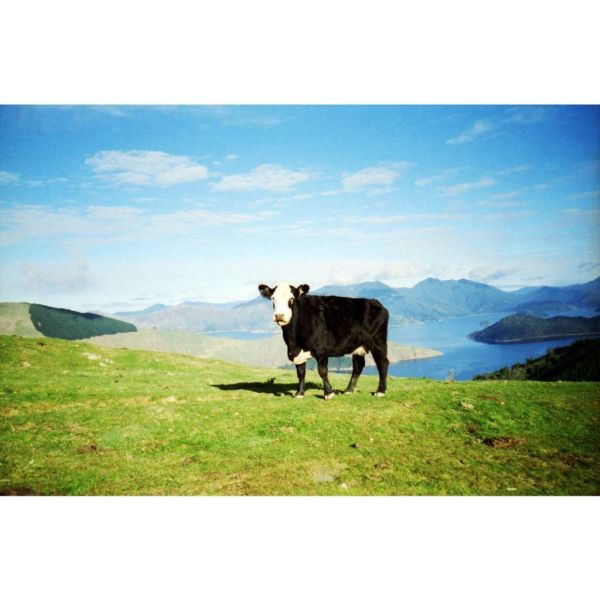 【eYe攝影】現貨 lomography 樂魔 ISO 100 135 彩色負片 底片 相機底片 LOMO 相機 底片 【eYe攝影】現貨 lomography 樂魔 ISO 100 135 彩色負片 底片 相機底片 LOMO 相機 底片