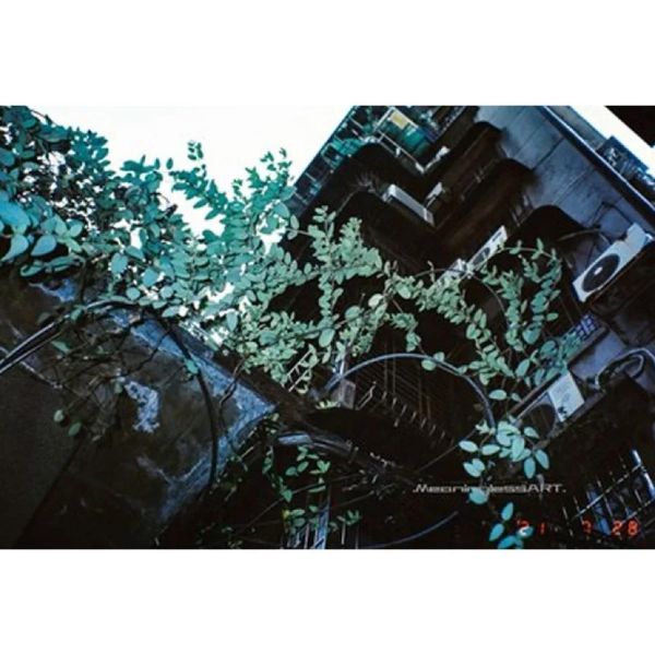 【eYe攝影】現貨 德國 VIBE 彩色負片 35mm 18張 800 C41 電影膠卷 軟片 底片 【eYe攝影】現貨 德國 VIBE 彩色負片 35mm 18張 800 C41 電影膠卷 軟片 底片