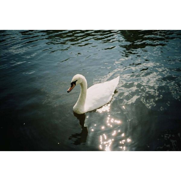 【eYe攝影】現貨 富士 業務卷 FUJICOLOR C100 36張 135彩色負片 iso100 軟片 膠卷 【eYe攝影】現貨 富士 業務卷 FUJICOLOR C100 36張 135彩色負片 iso100 軟片 膠卷