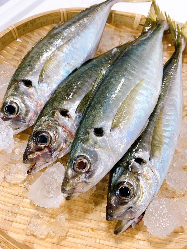 竹莢魚-（釣） 