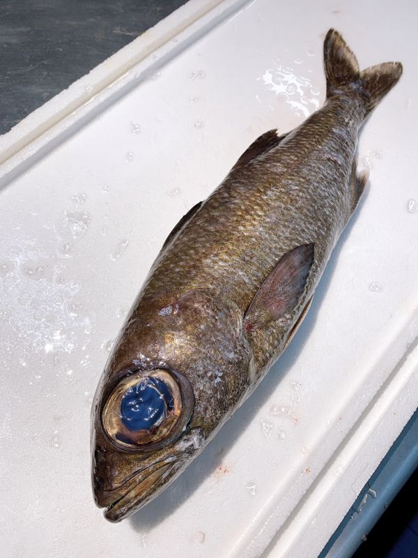 黑草魚 