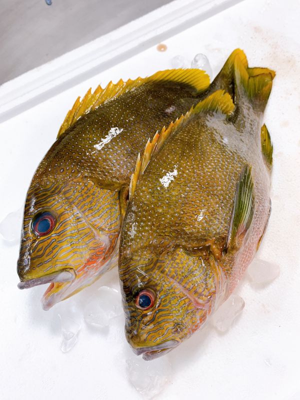 海雞母笛鯛(釣) 