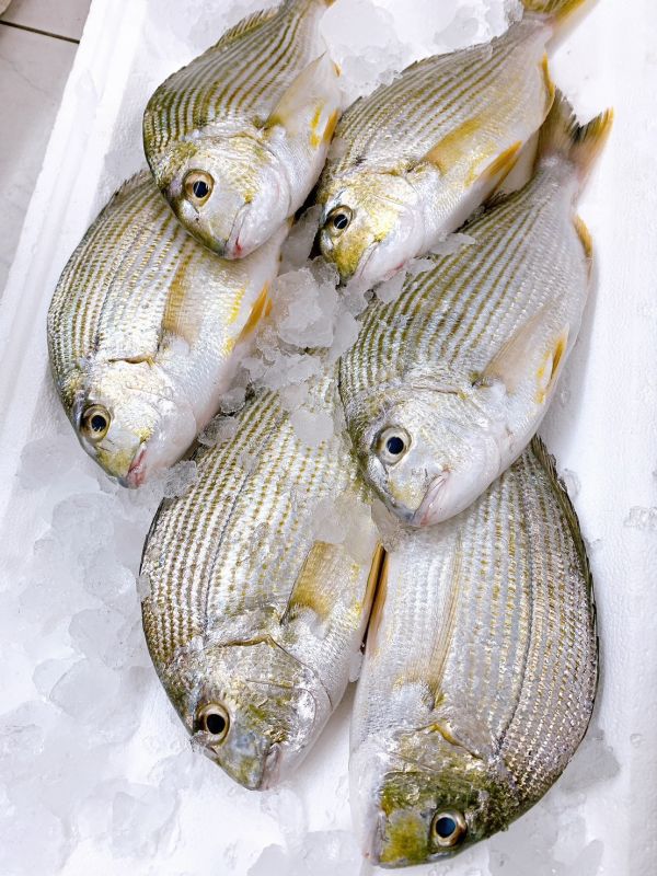 黃錫鯛（斑頭） 