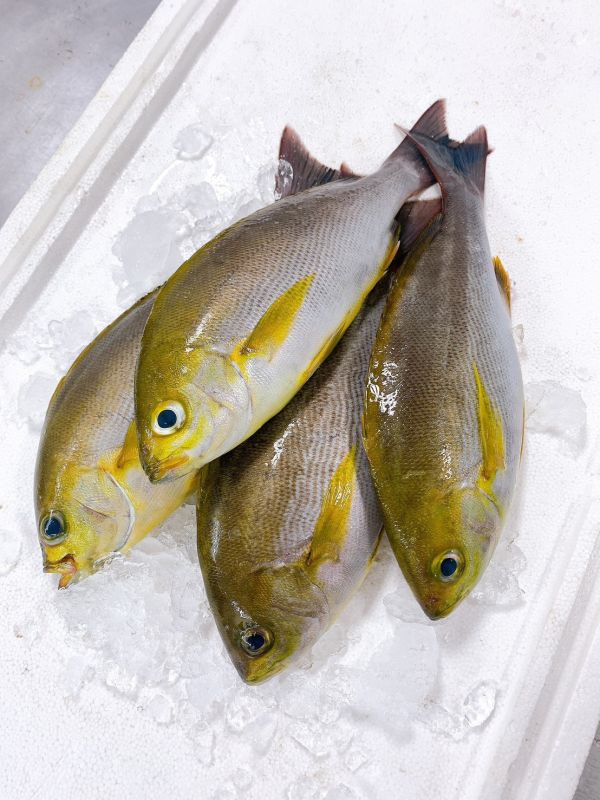綜合小魚組 