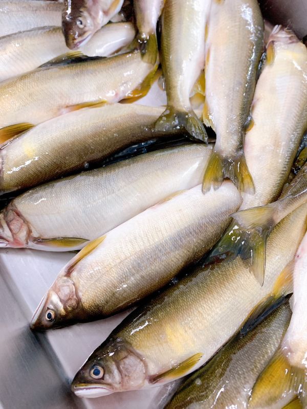 香魚(公) 