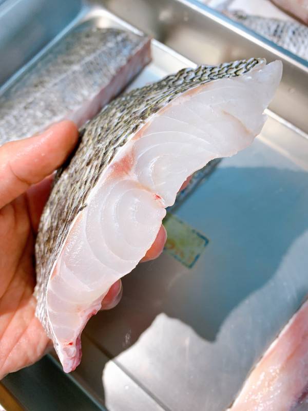 野生海鱸-（釣） 