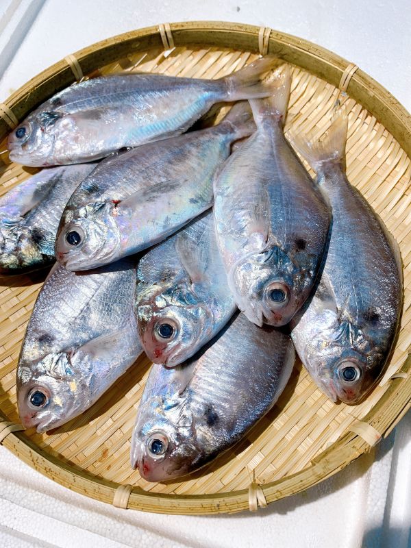 野生刺鯧（肉鯽仔、肉魚）- 