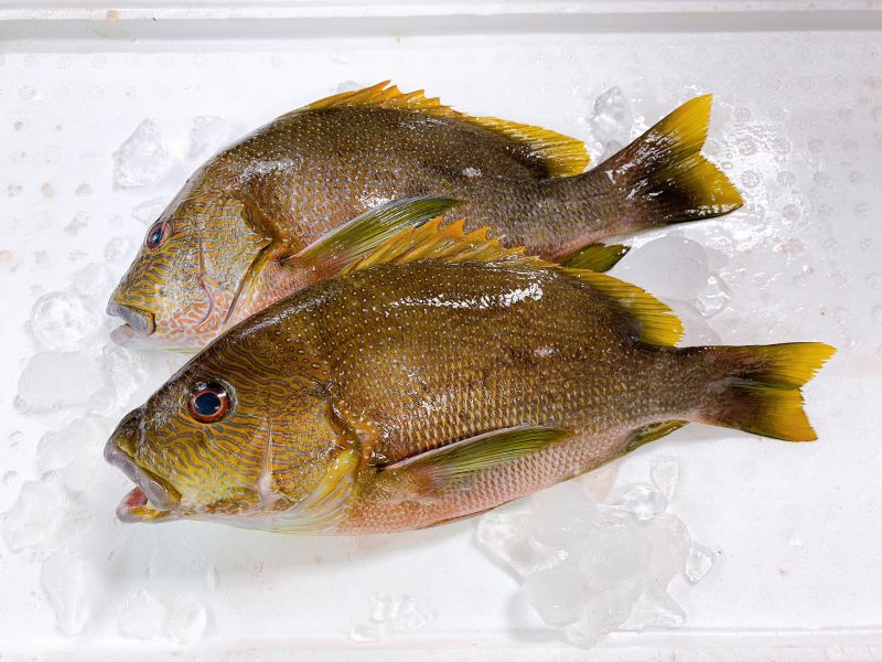 海雞母笛鯛(釣) 