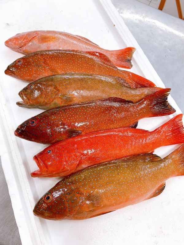 紅條（東星斑）-（釣） 