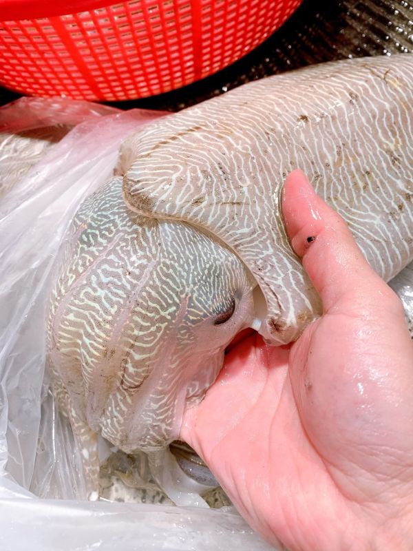 切塊軟絲、花枝 