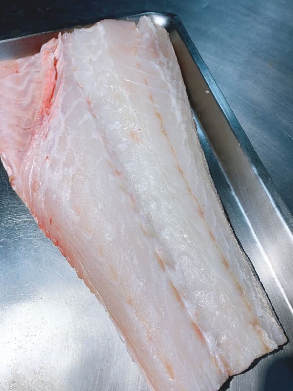 野生海鱸-（釣） 