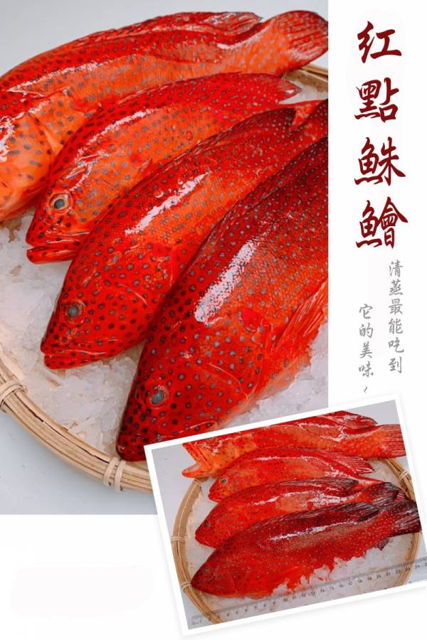 紅點珠鱠-（釣 