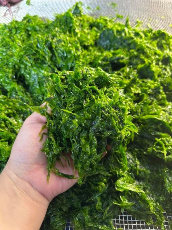 澎湖海菜 
