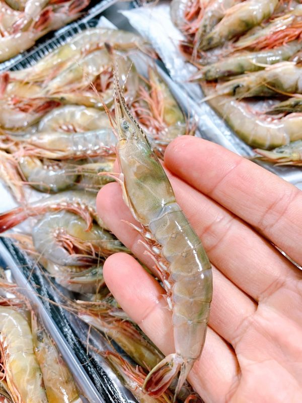 野生劍蝦 (大) 