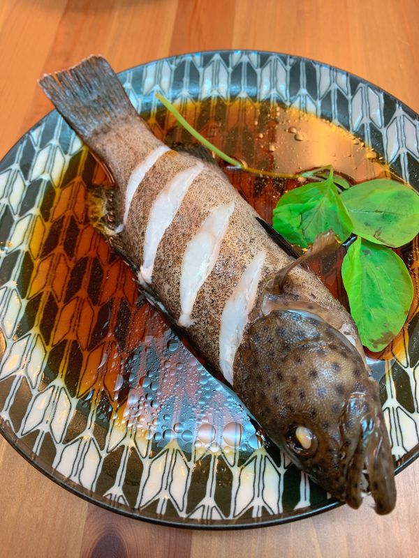 西星斑(藍點刺鰓鮨）-（釣） 