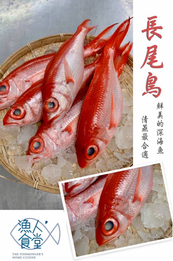 長尾鳥-（釣） 