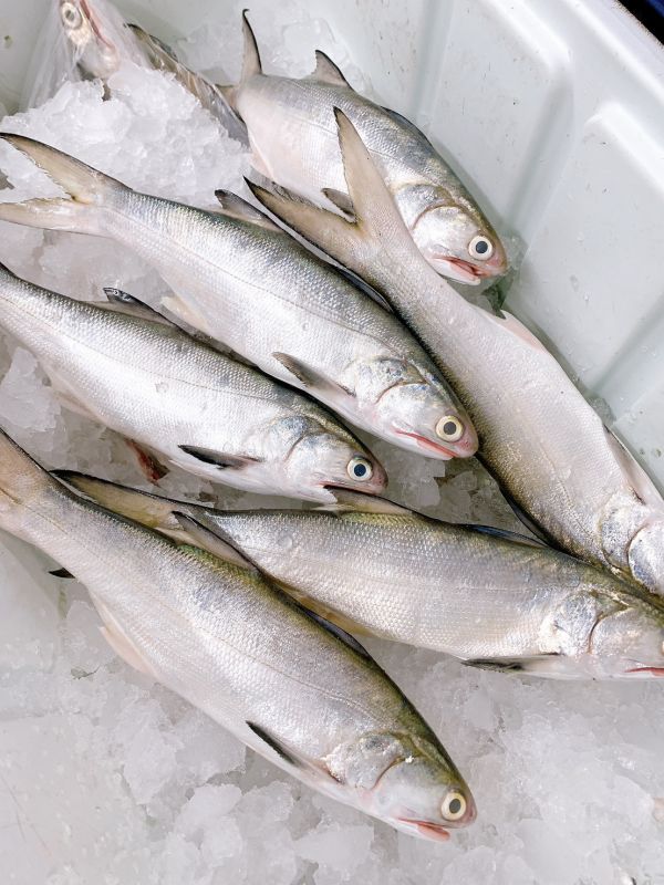 野生午仔魚-(釣) 