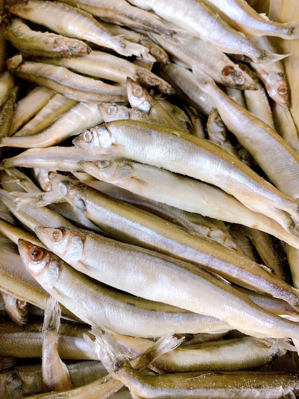 帶卵柳葉魚 