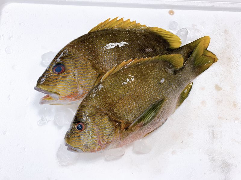 海雞母笛鯛(釣) 