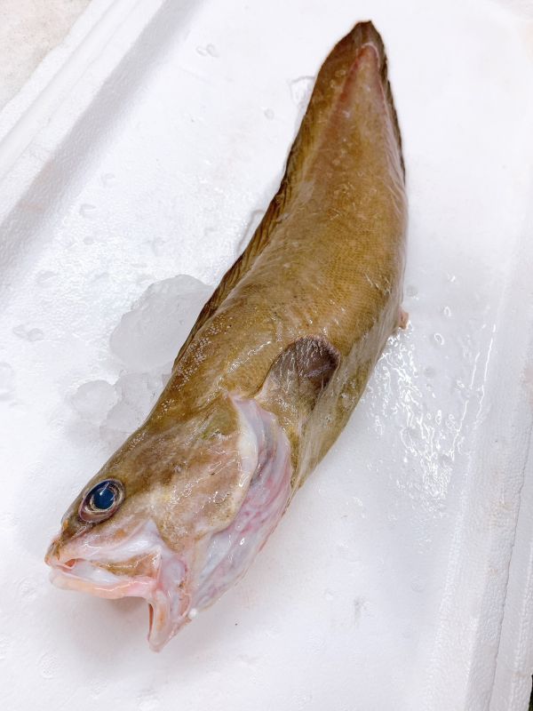 海鯰魚 