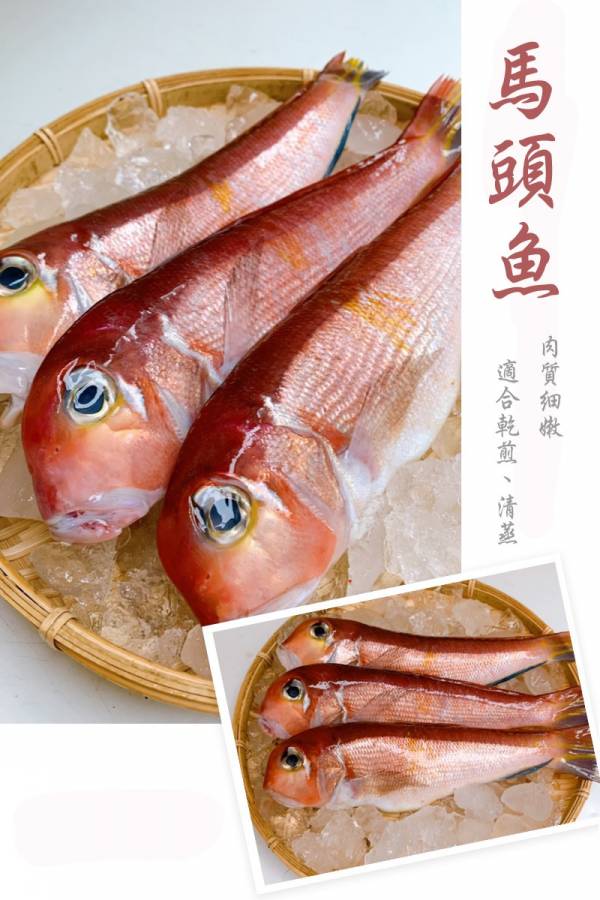 馬頭魚-(釣） 