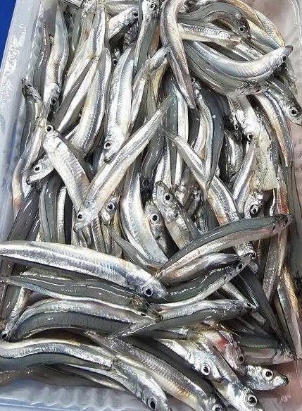 生凍丁香魚 