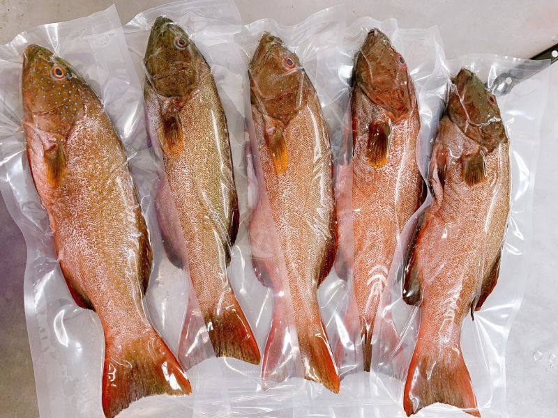 紅條（東星斑）-（釣） 