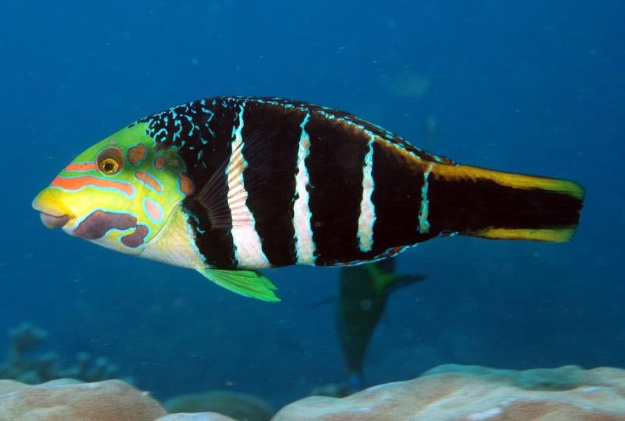 條紋厚唇魚 