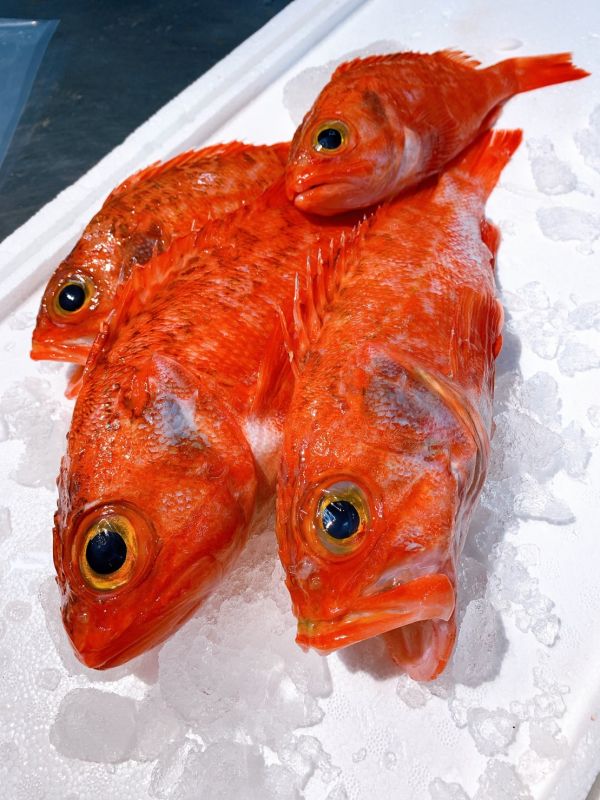 黑肚石狗公-（釣） 