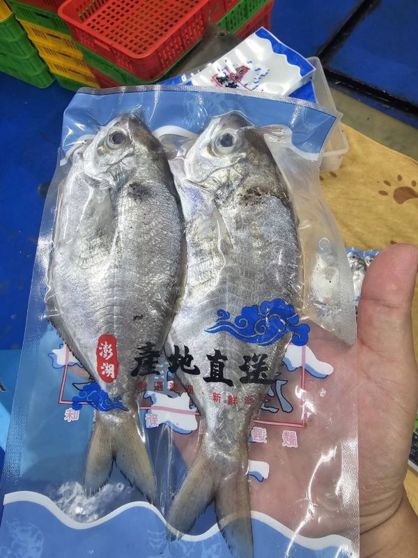 野生刺鯧（肉鯽仔、肉魚）- 