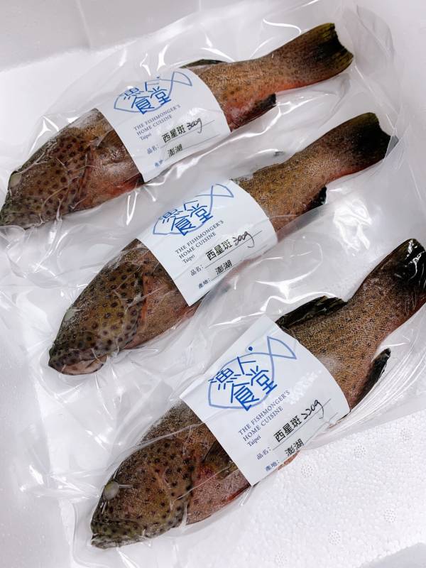 西星斑(藍點刺鰓鮨）-（釣） 