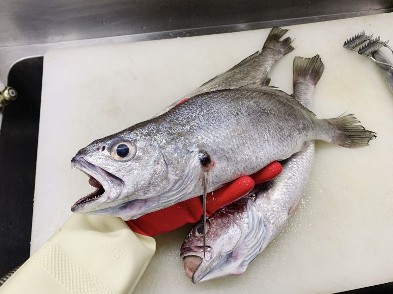 黑喉-(釣） 