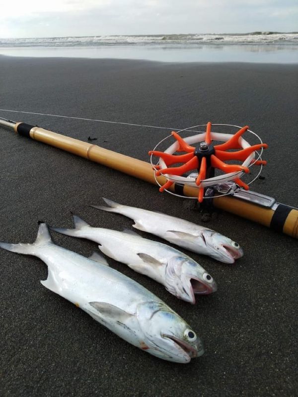 野生午仔魚-(釣) 