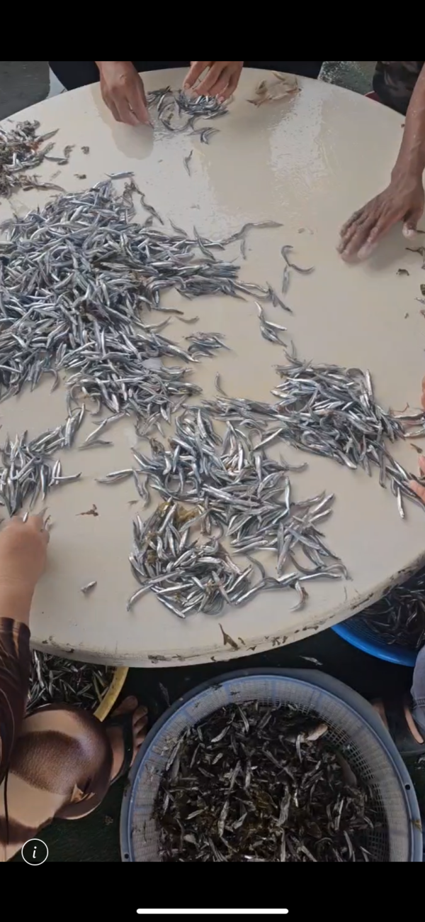 生凍丁香魚 