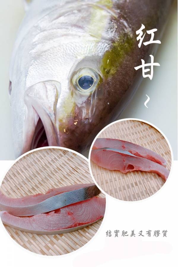 紅甘-（釣） 