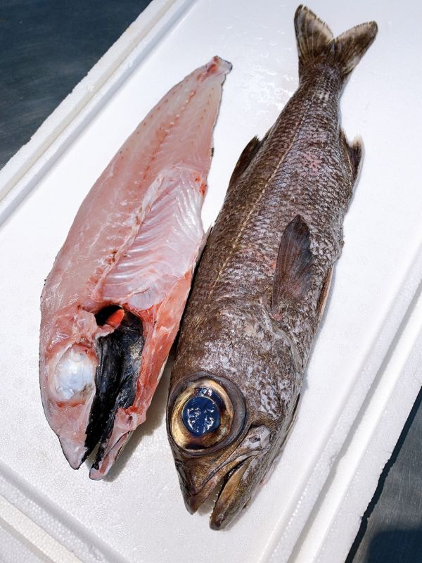 黑草魚 