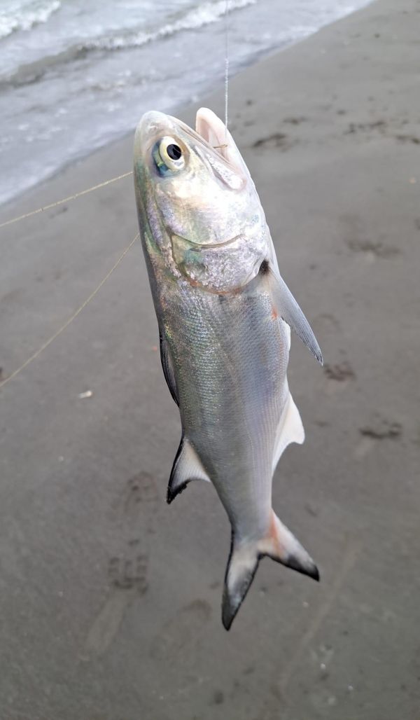 野生午仔魚-(釣) 