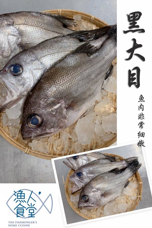 黑大目-（釣） 