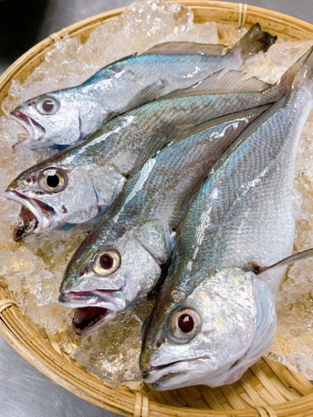 黑喉-(釣） 