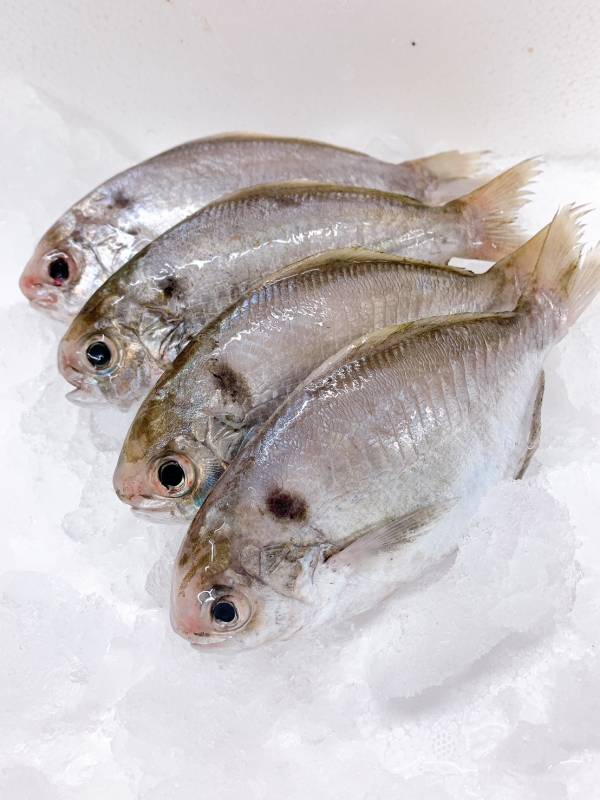 野生刺鯧（肉鯽仔、肉魚）- 