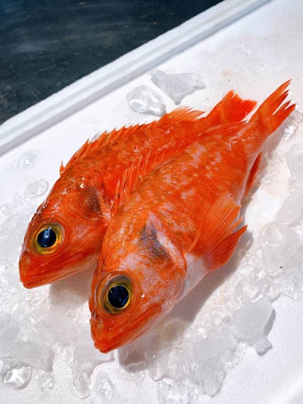 黑肚石狗公-（釣） 