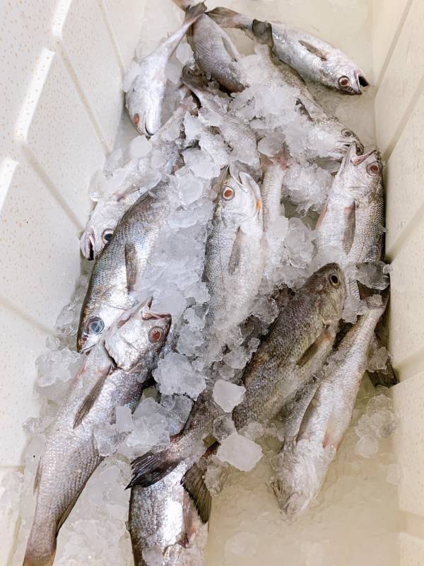 黑喉-(釣） 