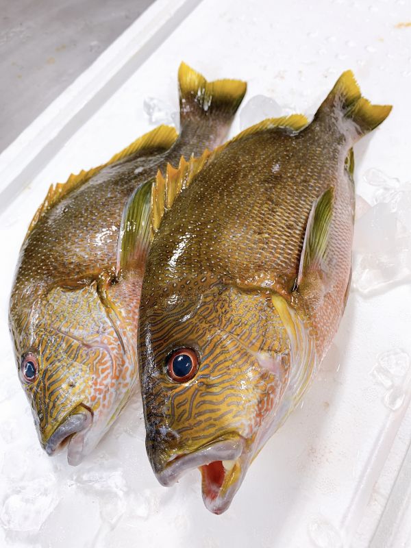 海雞母笛鯛(釣) 