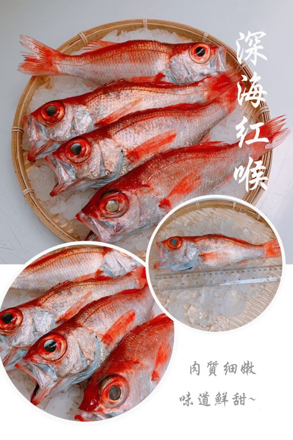 紅喉- (釣) 
