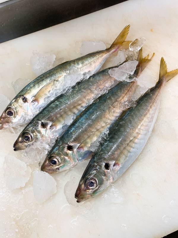 竹莢魚-（釣） 